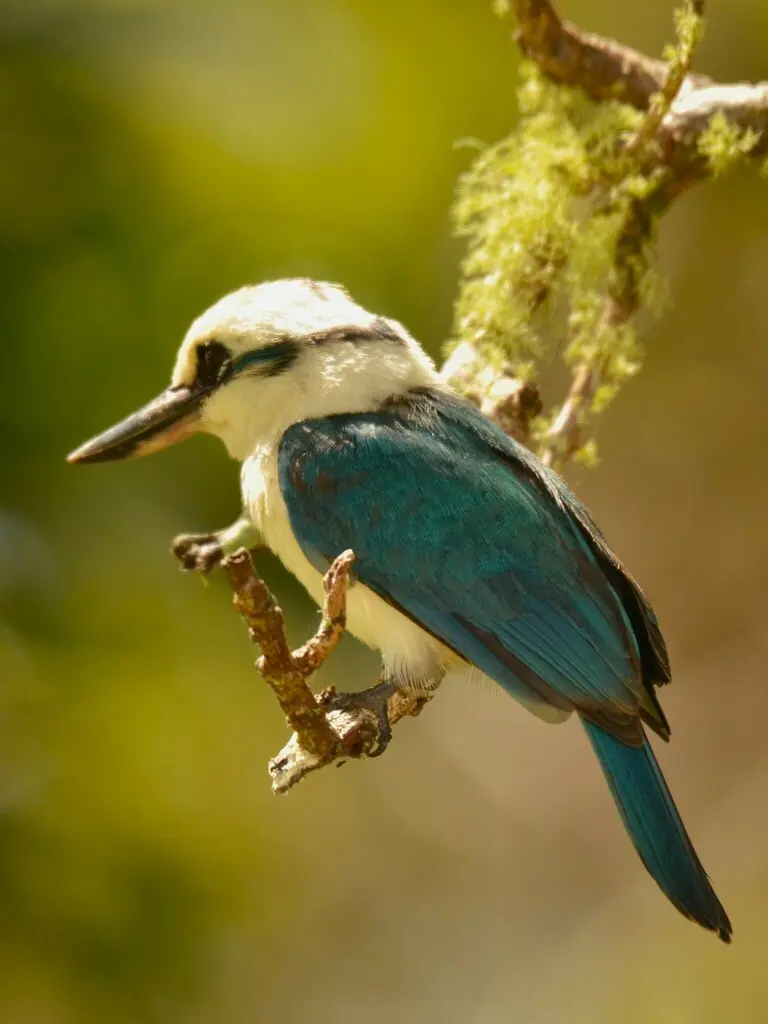 博拉翡翠（Todiramphus tutus）