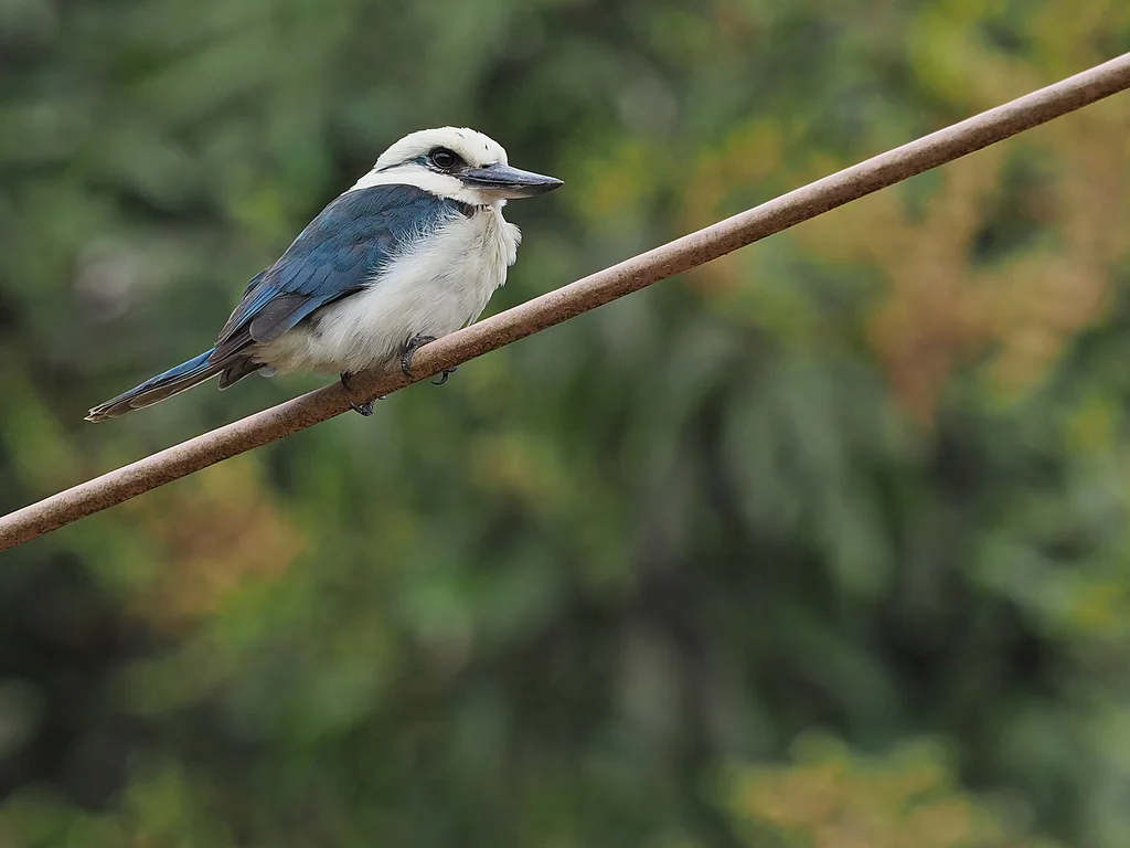 博拉翡翠（Todiramphus tutus）