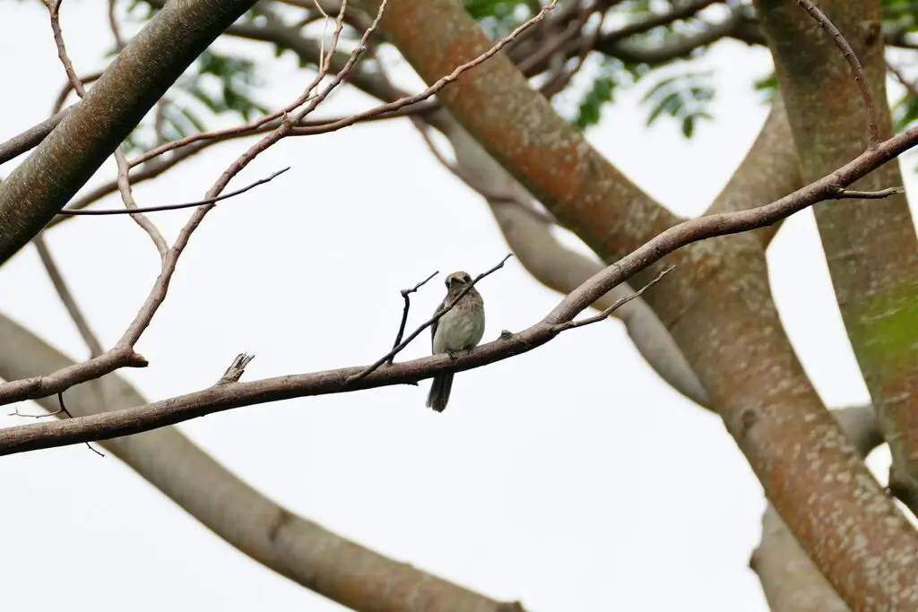 塔希提翡翠(Todiramphus veneratus)