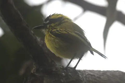 黄眉哑霸鹟
