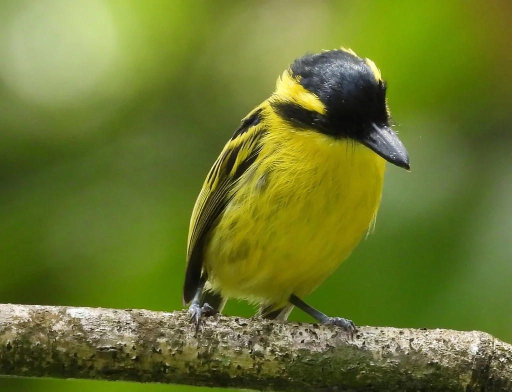 黄眉哑霸鹟(Todirostrum chrysocrotaphum)