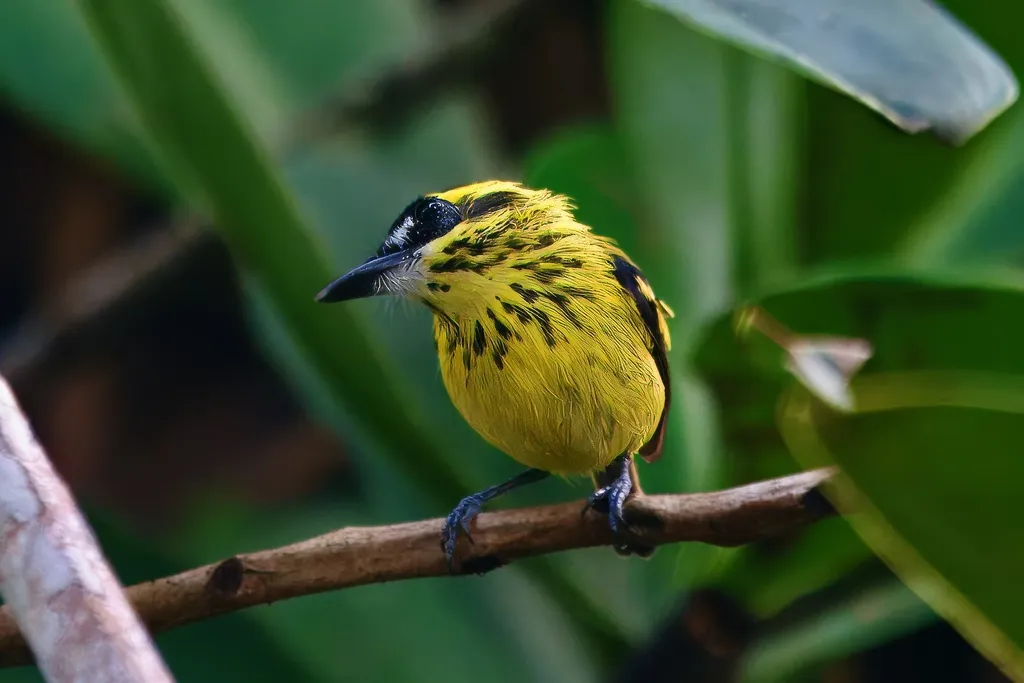 黄眉哑霸鹟(Todirostrum chrysocrotaphum)