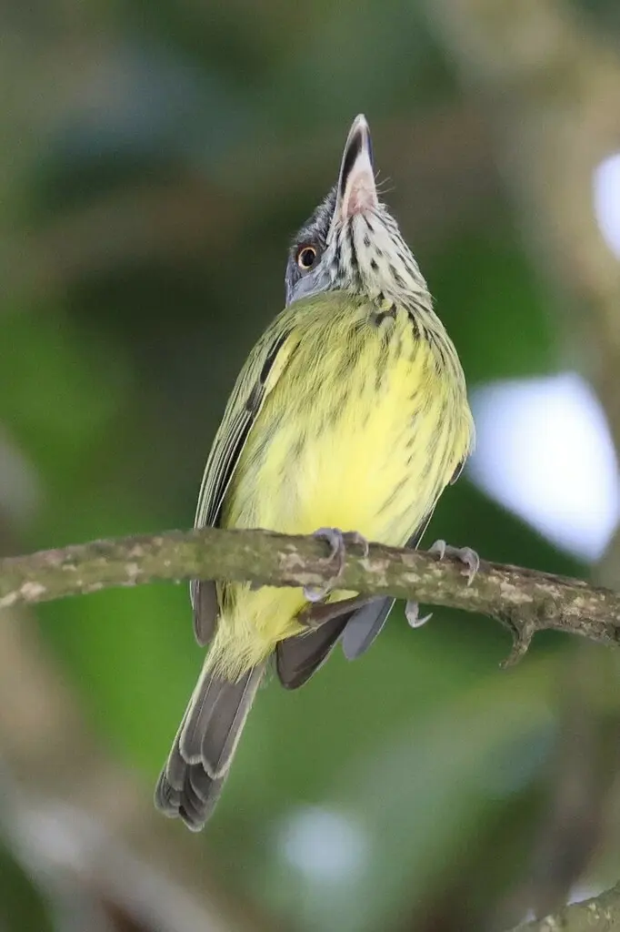 斑哑霸鹟(Todirostrum maculatum)