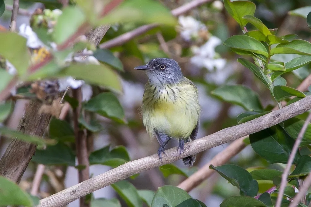 斑哑霸鹟(Todirostrum maculatum)