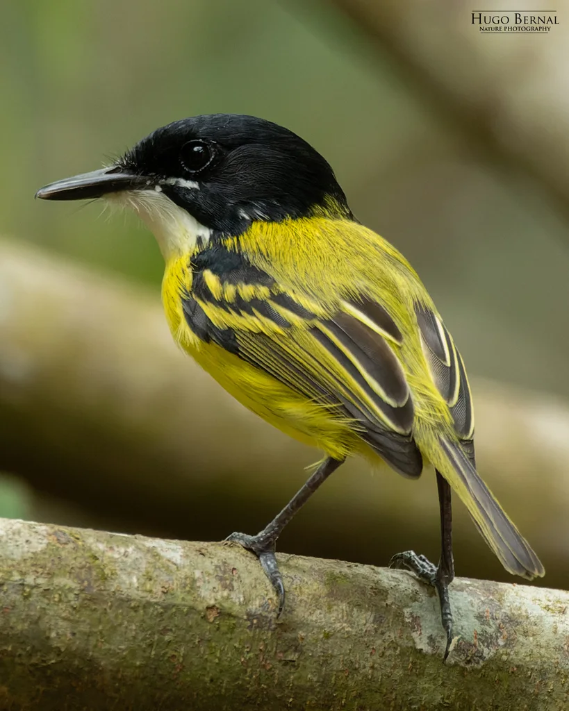 黑头哑霸鹟(Todirostrum nigriceps)