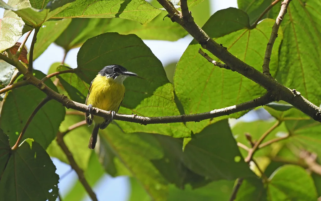 黑头哑霸鹟(Todirostrum nigriceps)