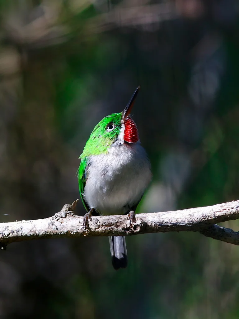 狭嘴短尾鴗(Todus angustirostris)