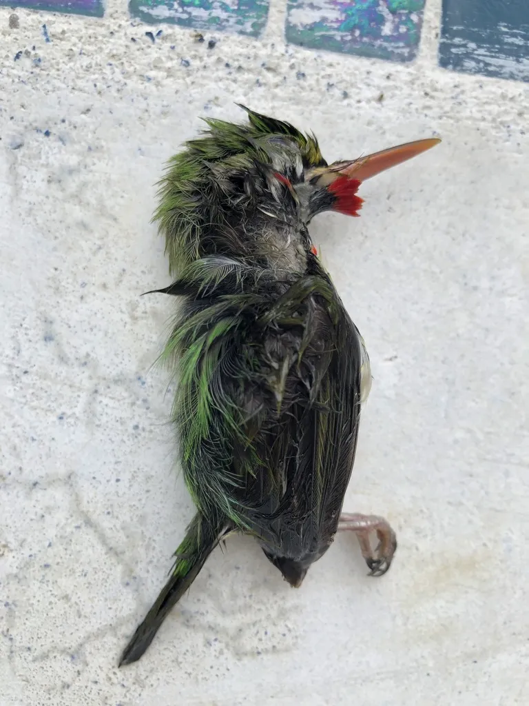 波多黎各短尾鴗(Todus mexicanus)