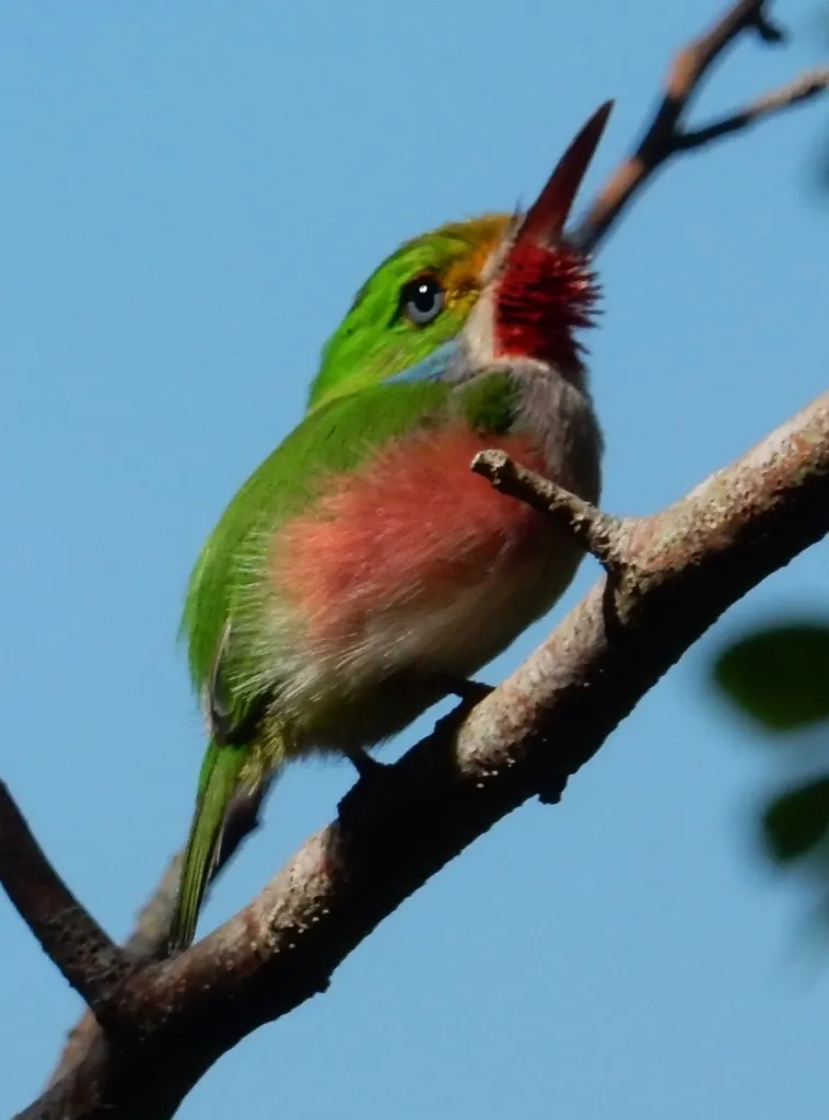 杂色短尾鴗（Todus multicolor）