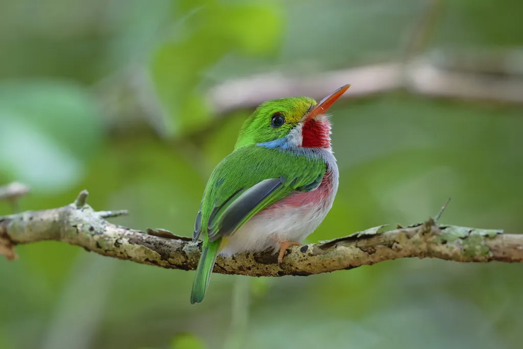 杂色短尾鴗（Todus multicolor）