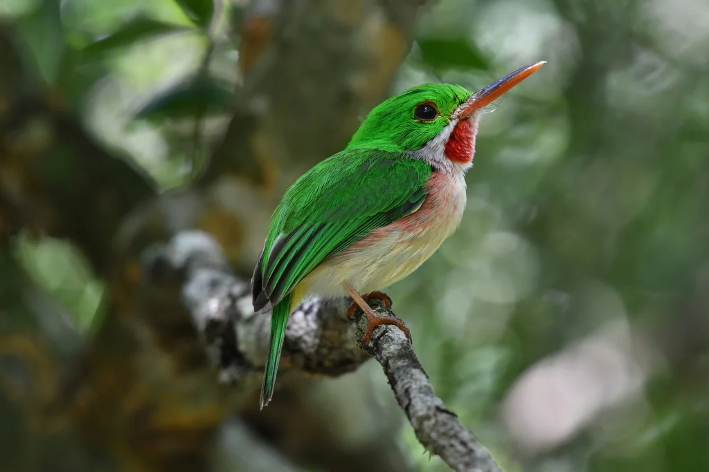 阔嘴短尾鴗(Todus subulatus)