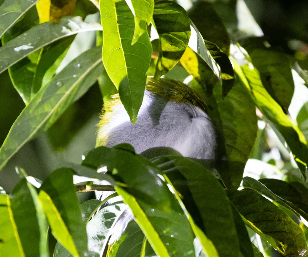 阔嘴短尾鴗(Todus subulatus)