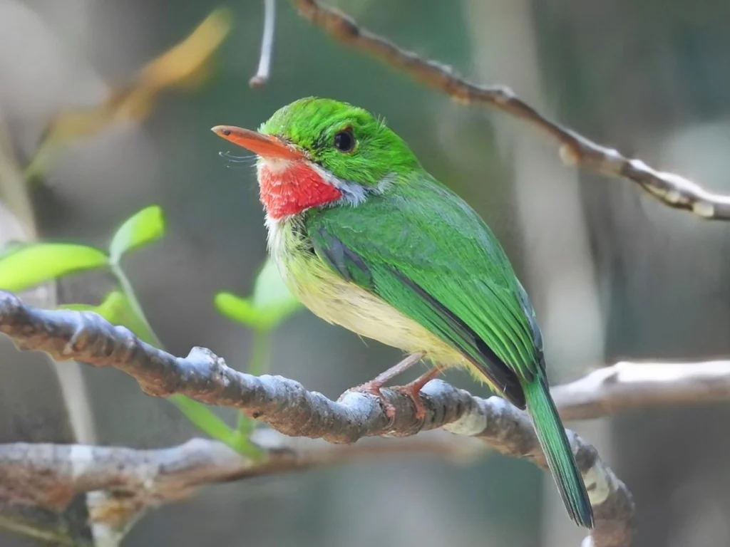 短尾鴗(Todus todus)