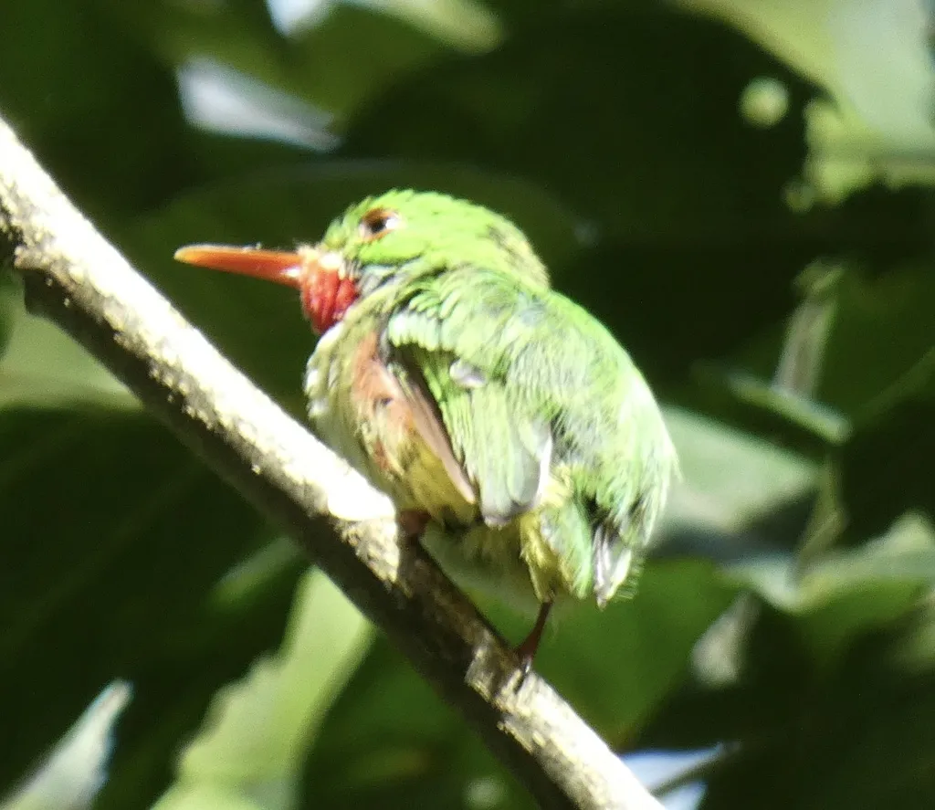 短尾鴗(Todus todus)