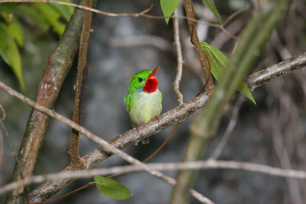短尾鴗(Todus todus)