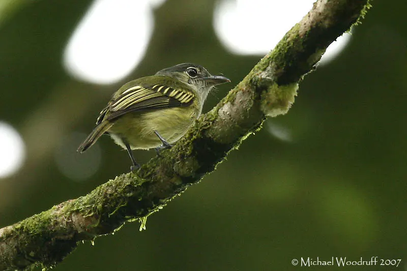 黄羽缘霸鹟(Tolmomyias assimilis)