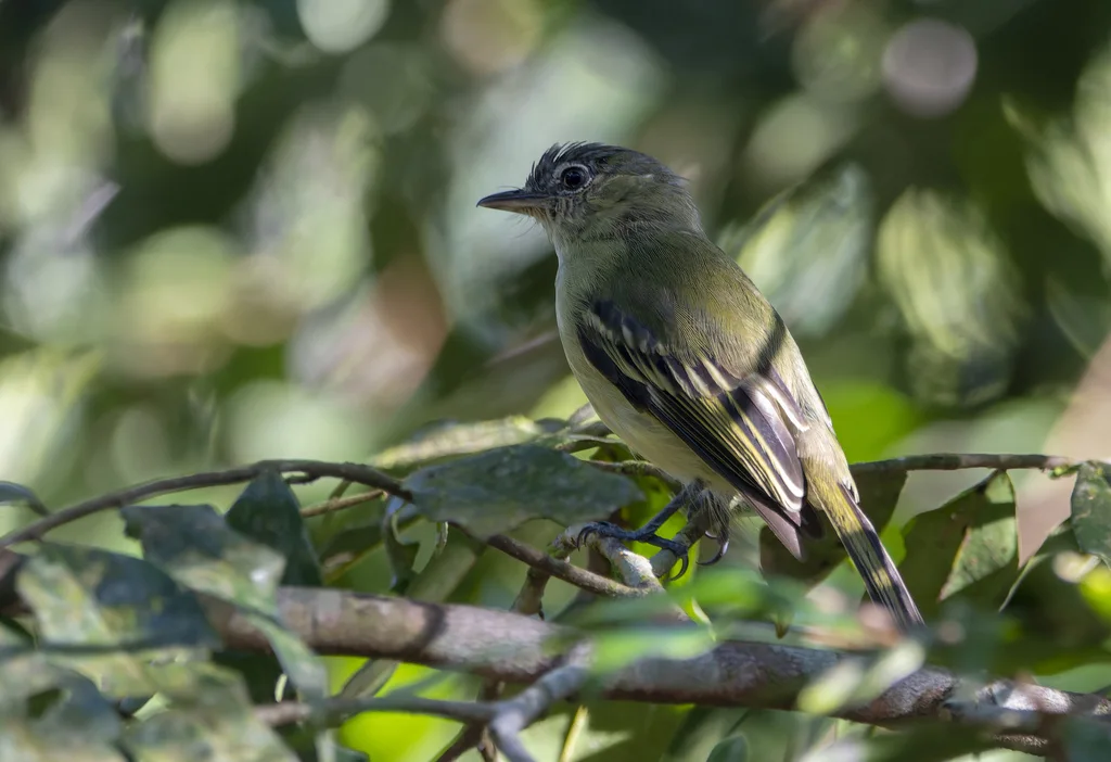 黄羽缘霸鹟(Tolmomyias assimilis)