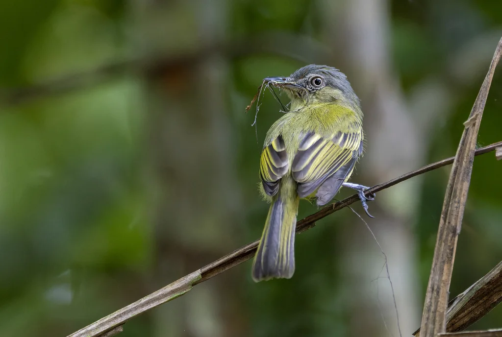 黄羽缘霸鹟(Tolmomyias assimilis)