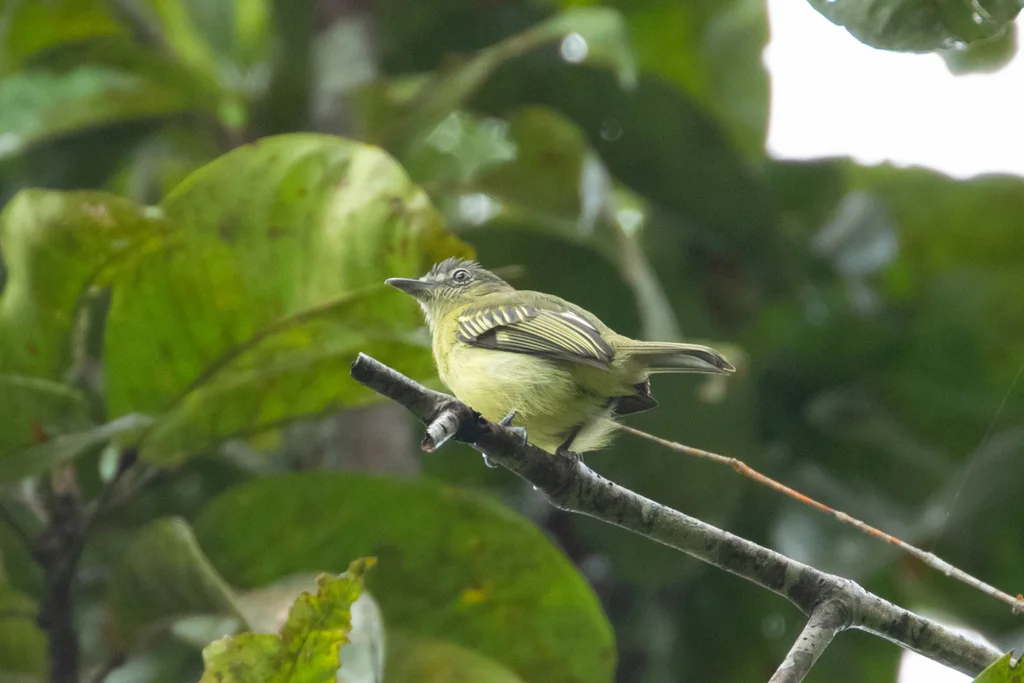 黄羽缘霸鹟(Tolmomyias assimilis)