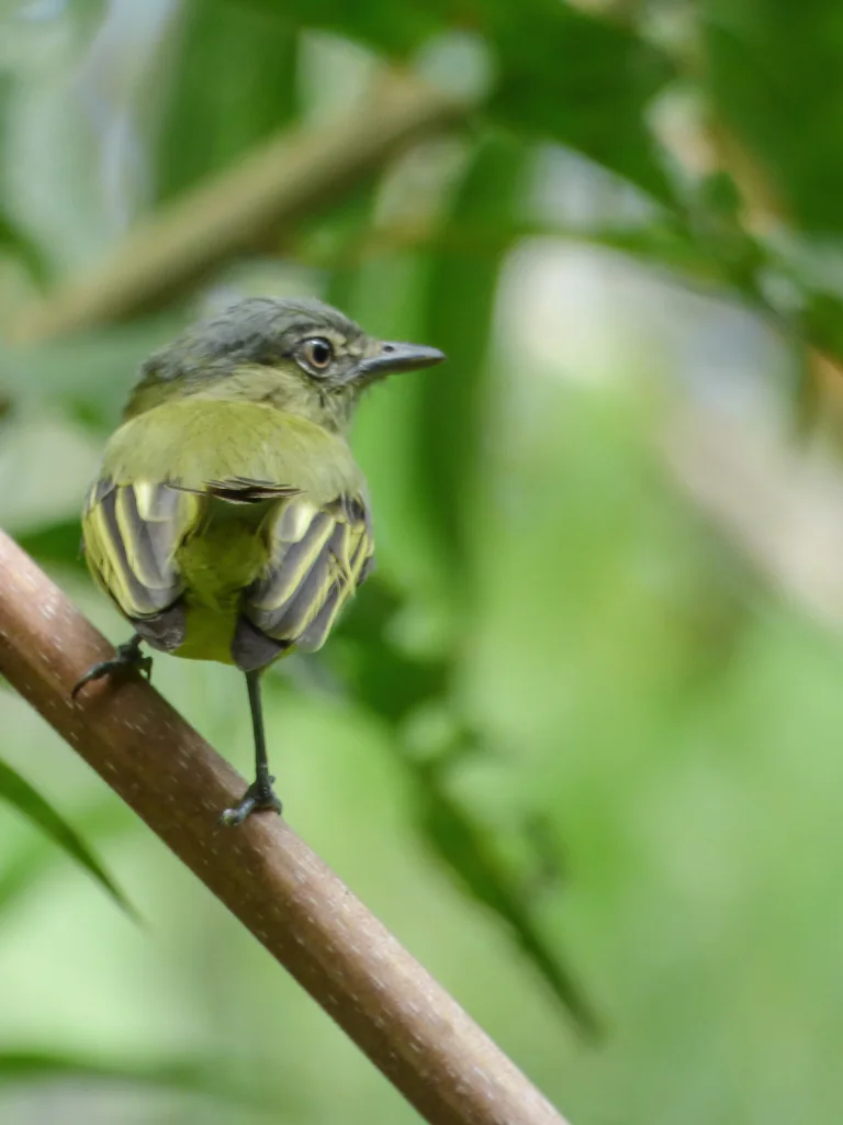 黄羽缘霸鹟(Tolmomyias assimilis)