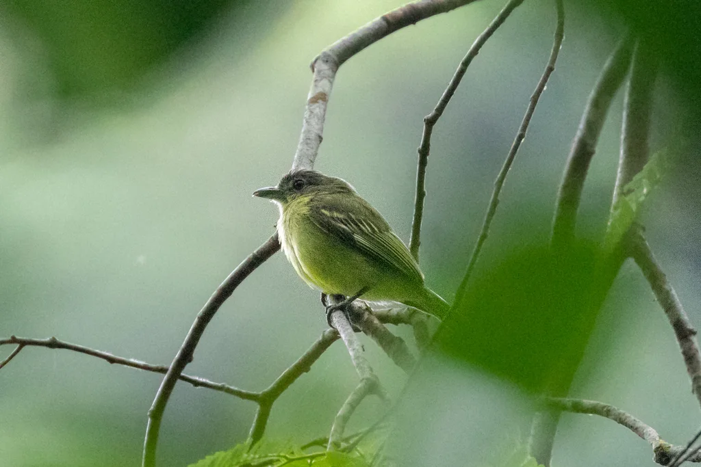 黄羽缘霸鹟(Tolmomyias assimilis)