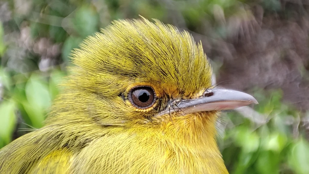 黄胸霸鹟(Tolmomyias flaviventris)