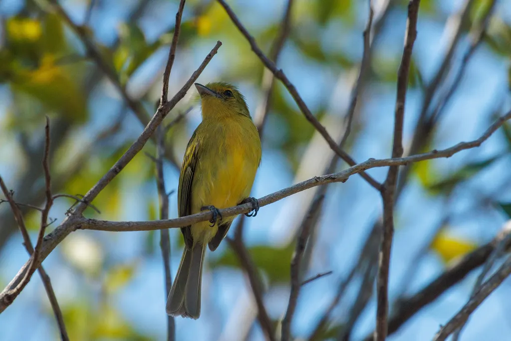黄胸霸鹟(Tolmomyias flaviventris)