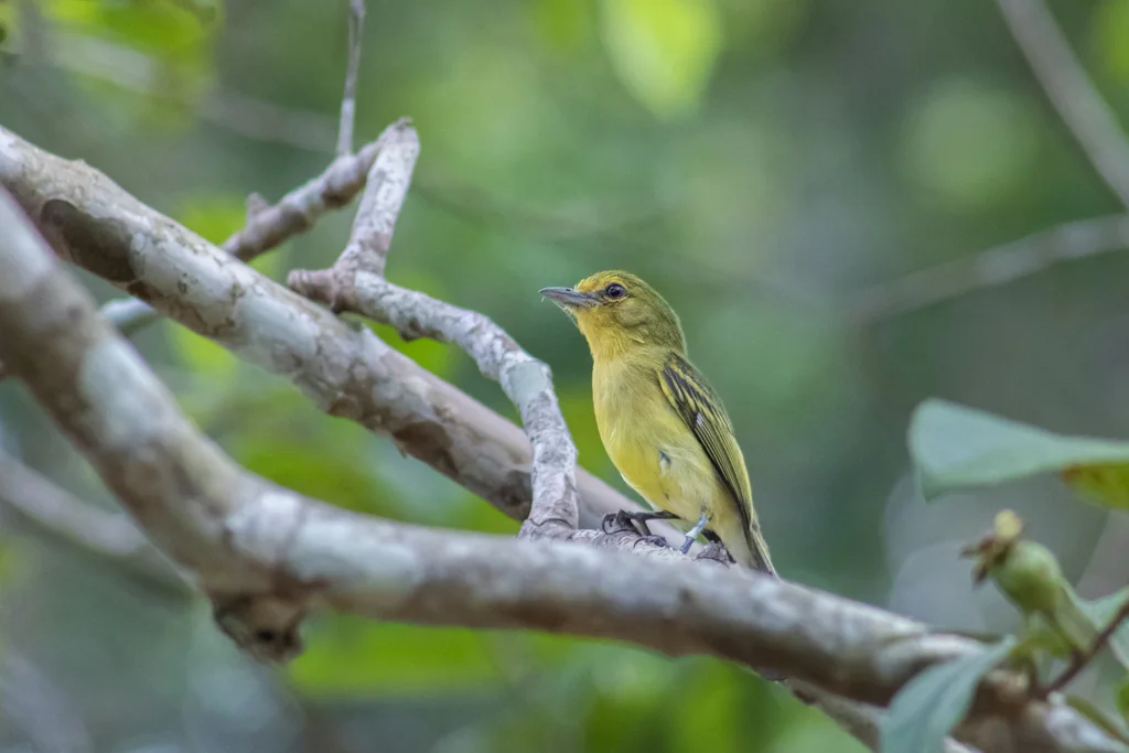 黄胸霸鹟(Tolmomyias flaviventris)