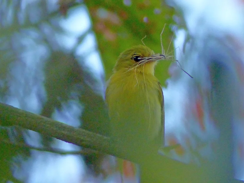 黄胸霸鹟(Tolmomyias flaviventris)