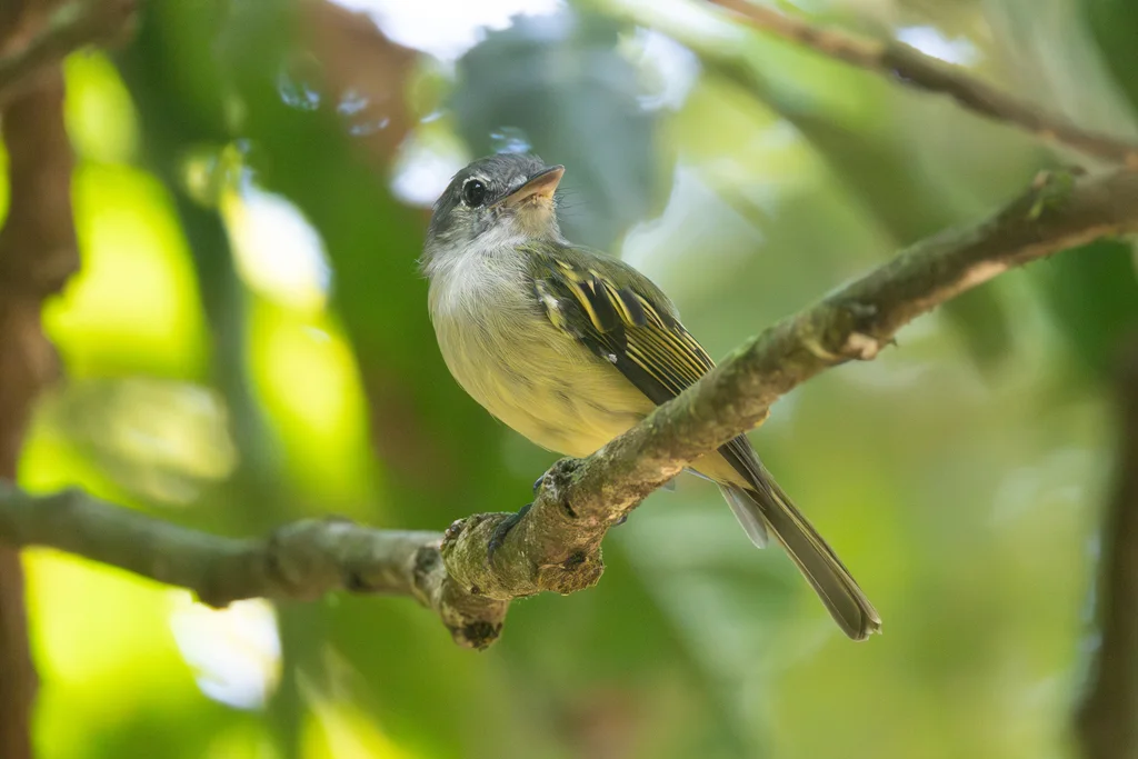 黄翅霸鹟(Tolmomyias flavotectus)
