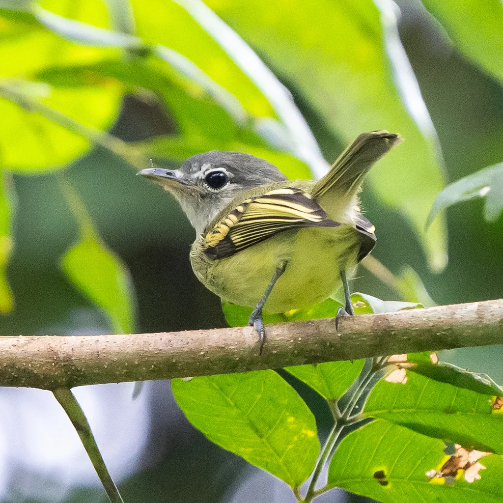 黄翅霸鹟(Tolmomyias flavotectus)