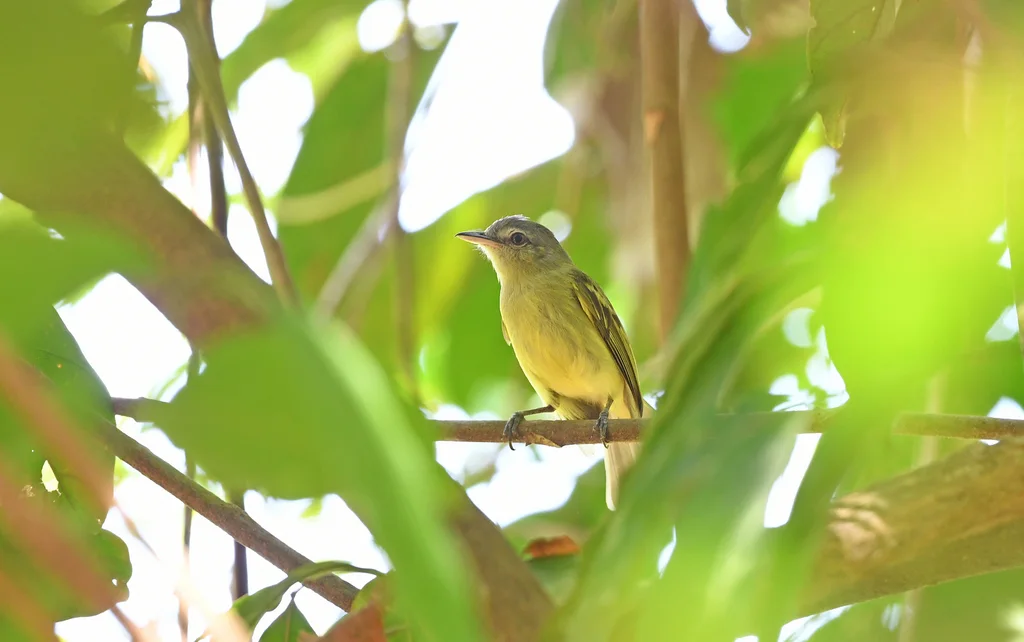 黄翅霸鹟(Tolmomyias flavotectus)