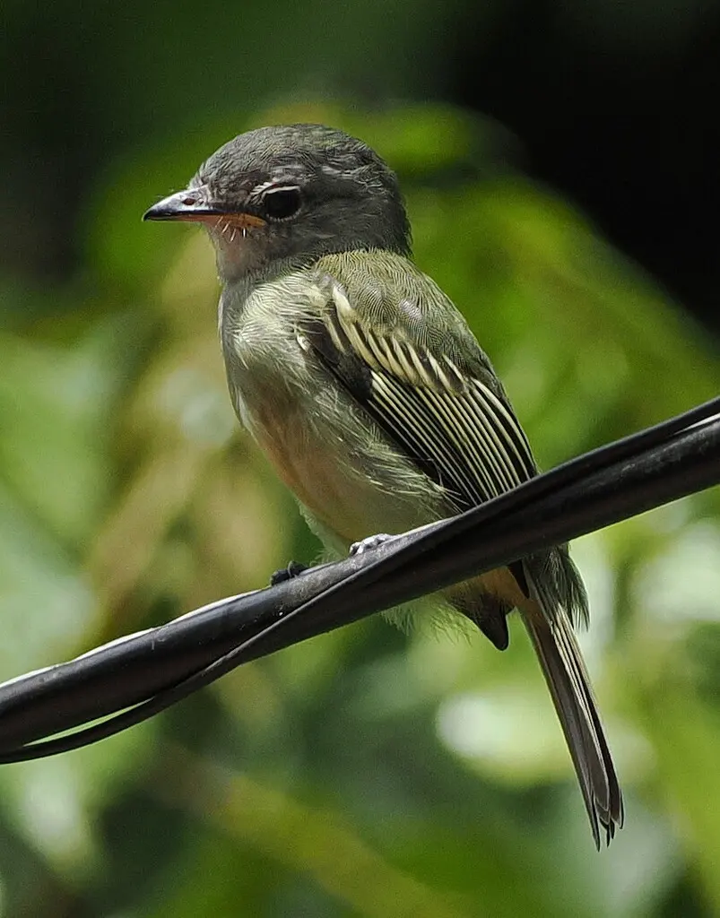 灰顶霸鹟(Tolmomyias poliocephalus)