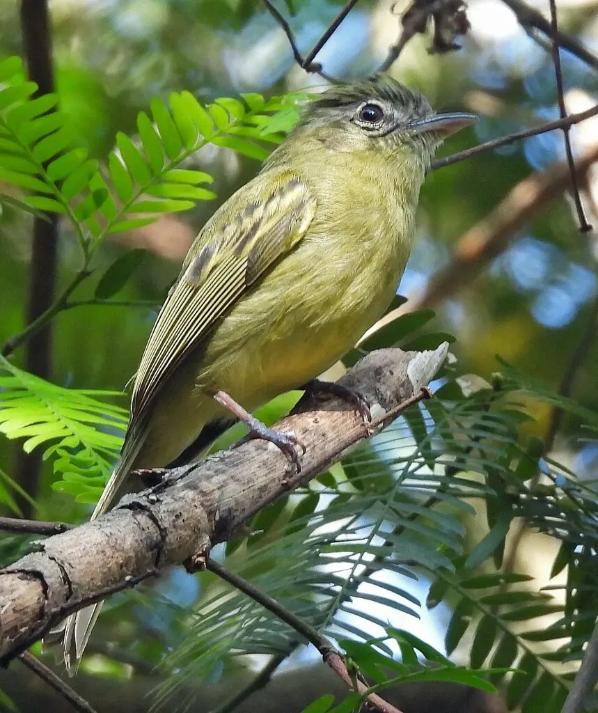 黄绿霸鹟(Tolmomyias sulphurescens)