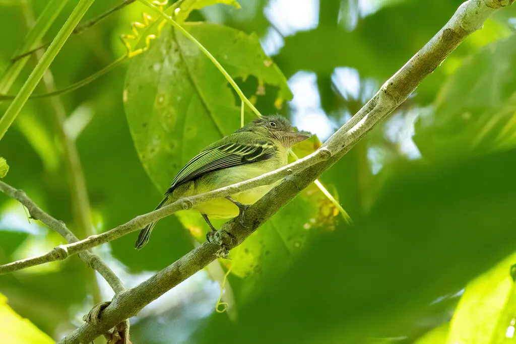 黄眼霸鹟(Tolmomyias traylori)