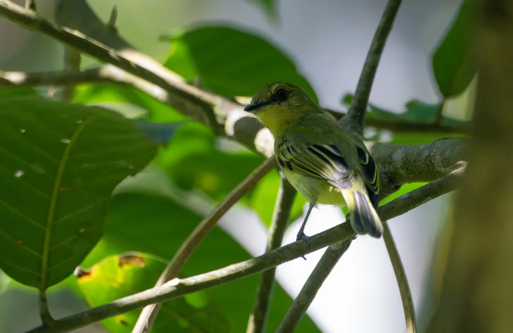 绿脸霸鹟(Tolmomyias viridiceps)