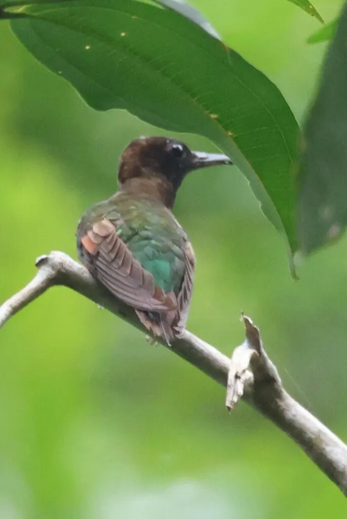 赤叉尾蜂鸟(Topaza pella)