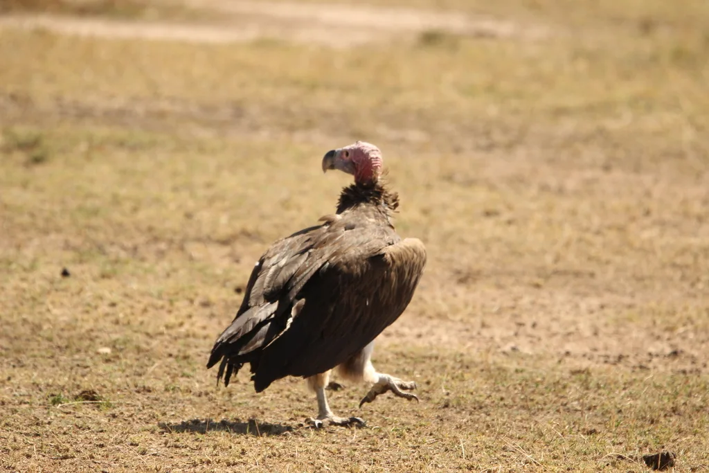 皱脸秃鹫(Torgos tracheliotos)