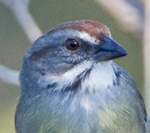 萨帕塔鹀(Torreornis inexpectata)