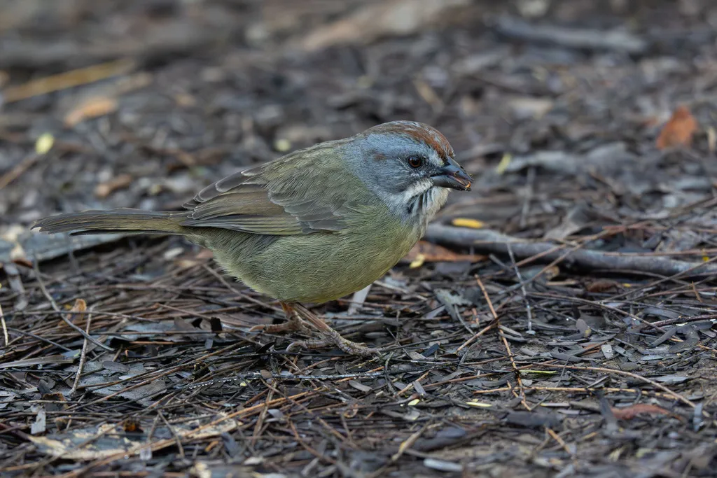 萨帕塔鹀(Torreornis inexpectata)