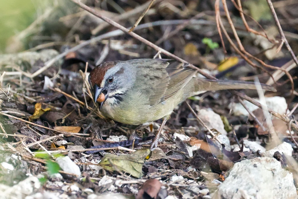 萨帕塔鹀(Torreornis inexpectata)