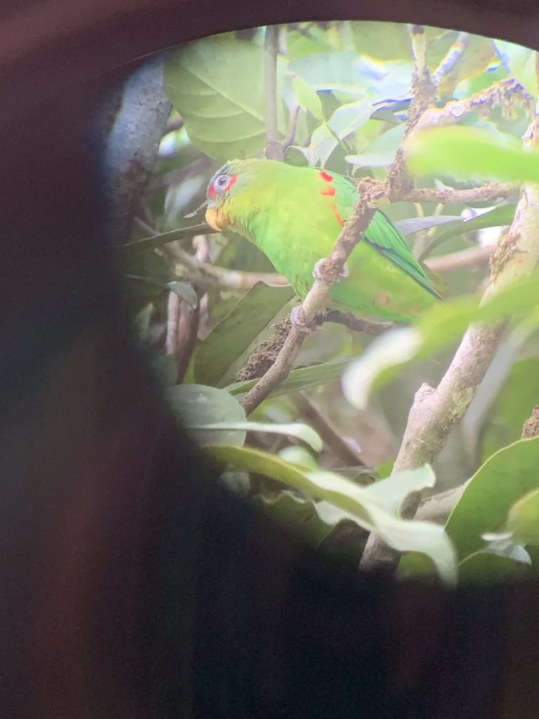 蓝额鹦哥(Touit dilectissimus)