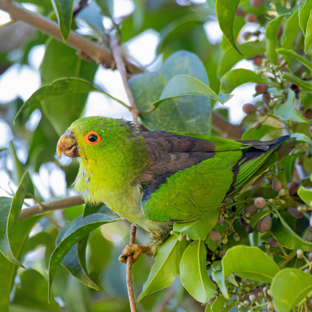 褐背鹦哥(Touit melanonotus)