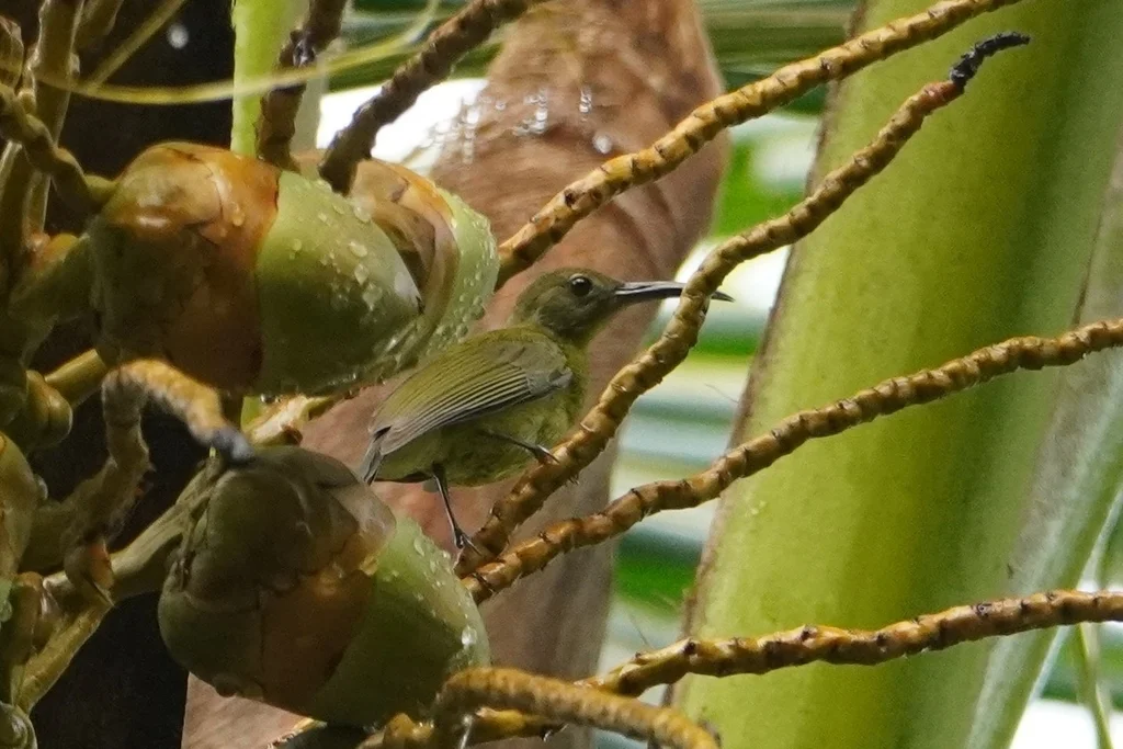 黄腹弯嘴吸蜜鸟(Toxorhamphus novaeguineae)