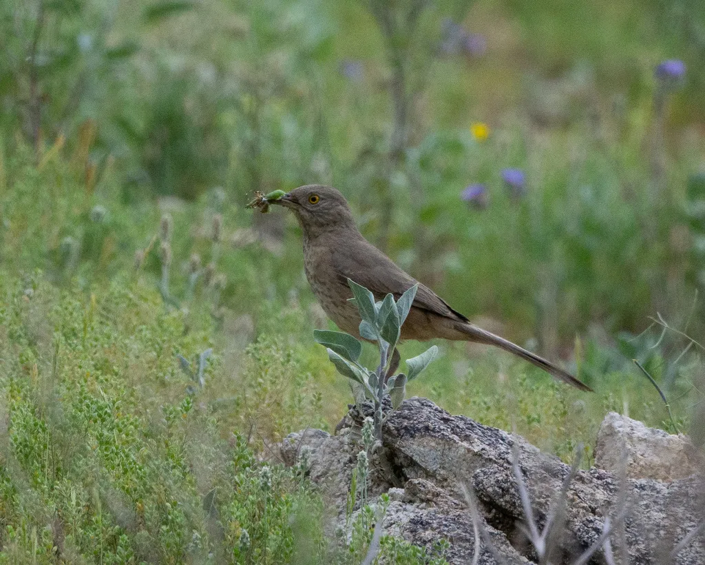本氏弯嘴嘲鸫(Toxostoma bendirei)