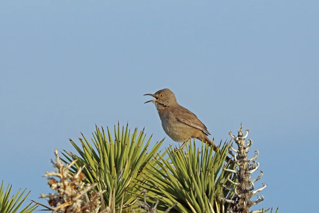 本氏弯嘴嘲鸫(Toxostoma bendirei)
