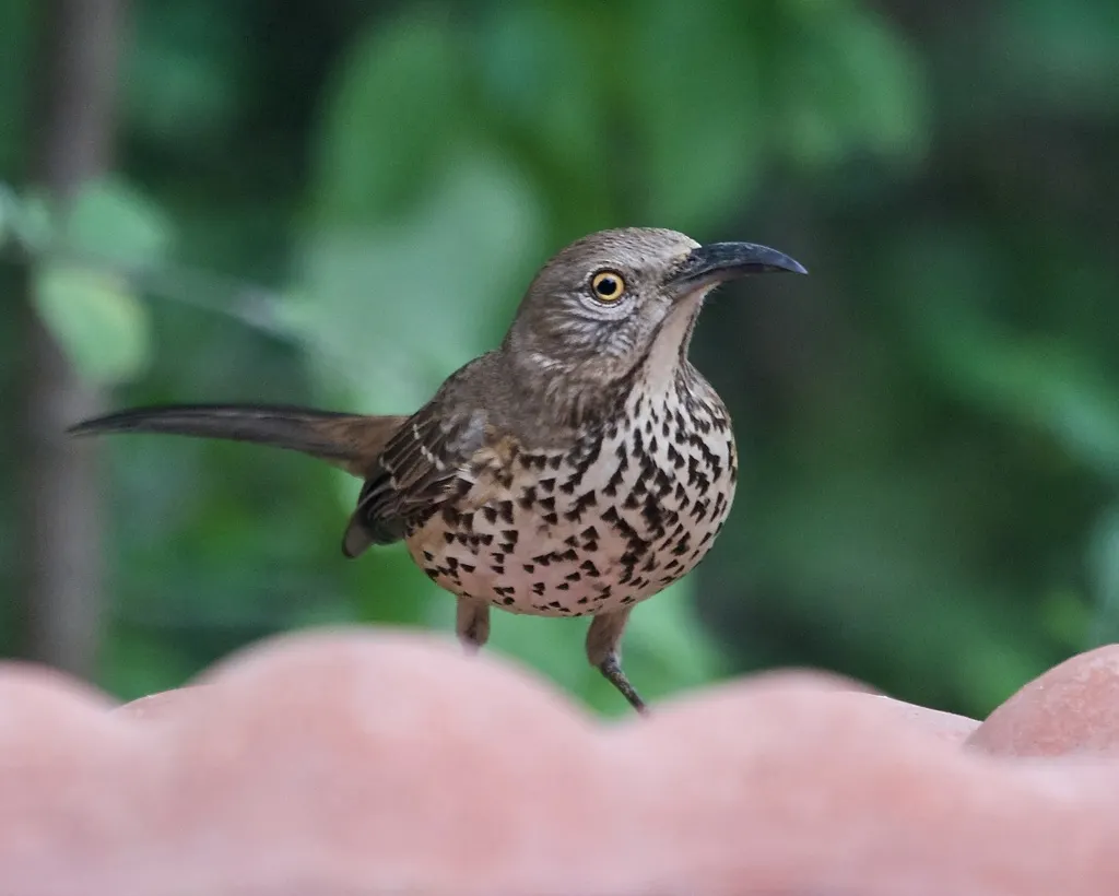 灰弯嘴嘲鸫（Toxostoma cinereum）
