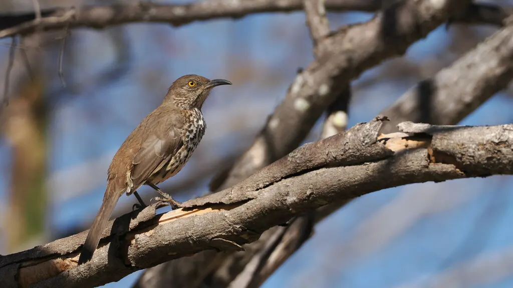 灰弯嘴嘲鸫（Toxostoma cinereum）
