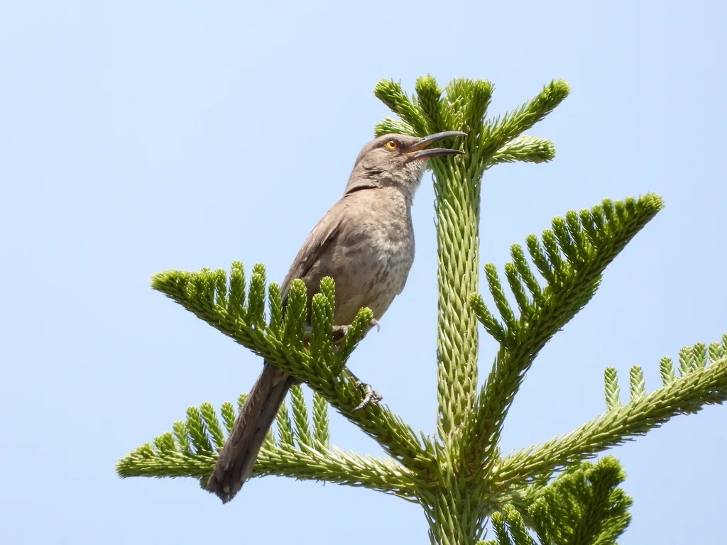 弯嘴嘲鸫（Toxostoma curvirostre）