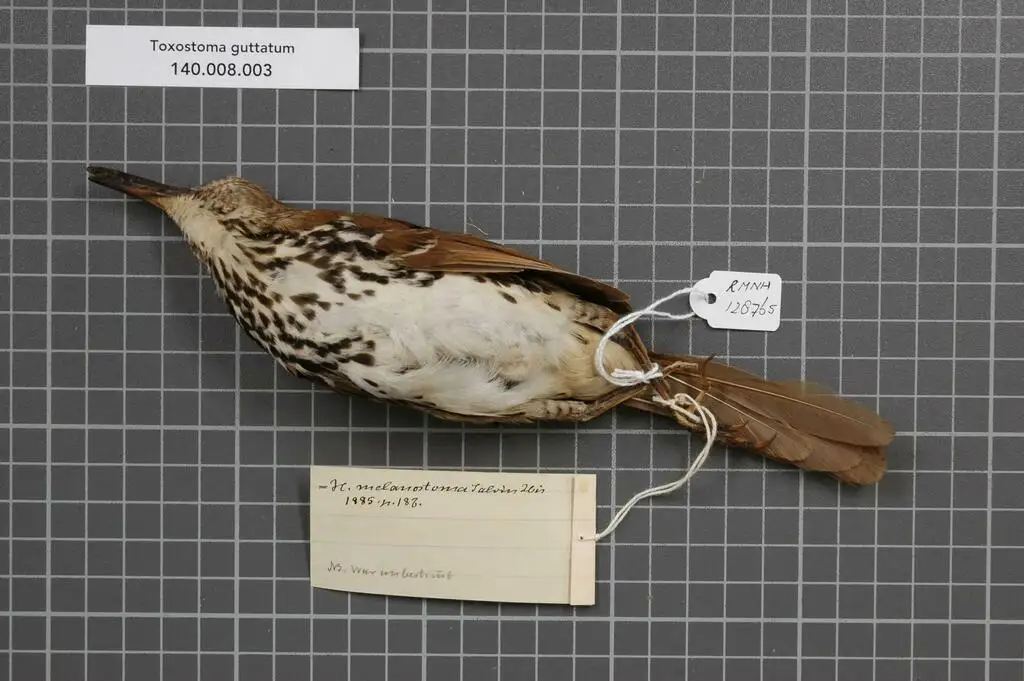 斑弯嘴嘲鸫(Toxostoma guttatum)